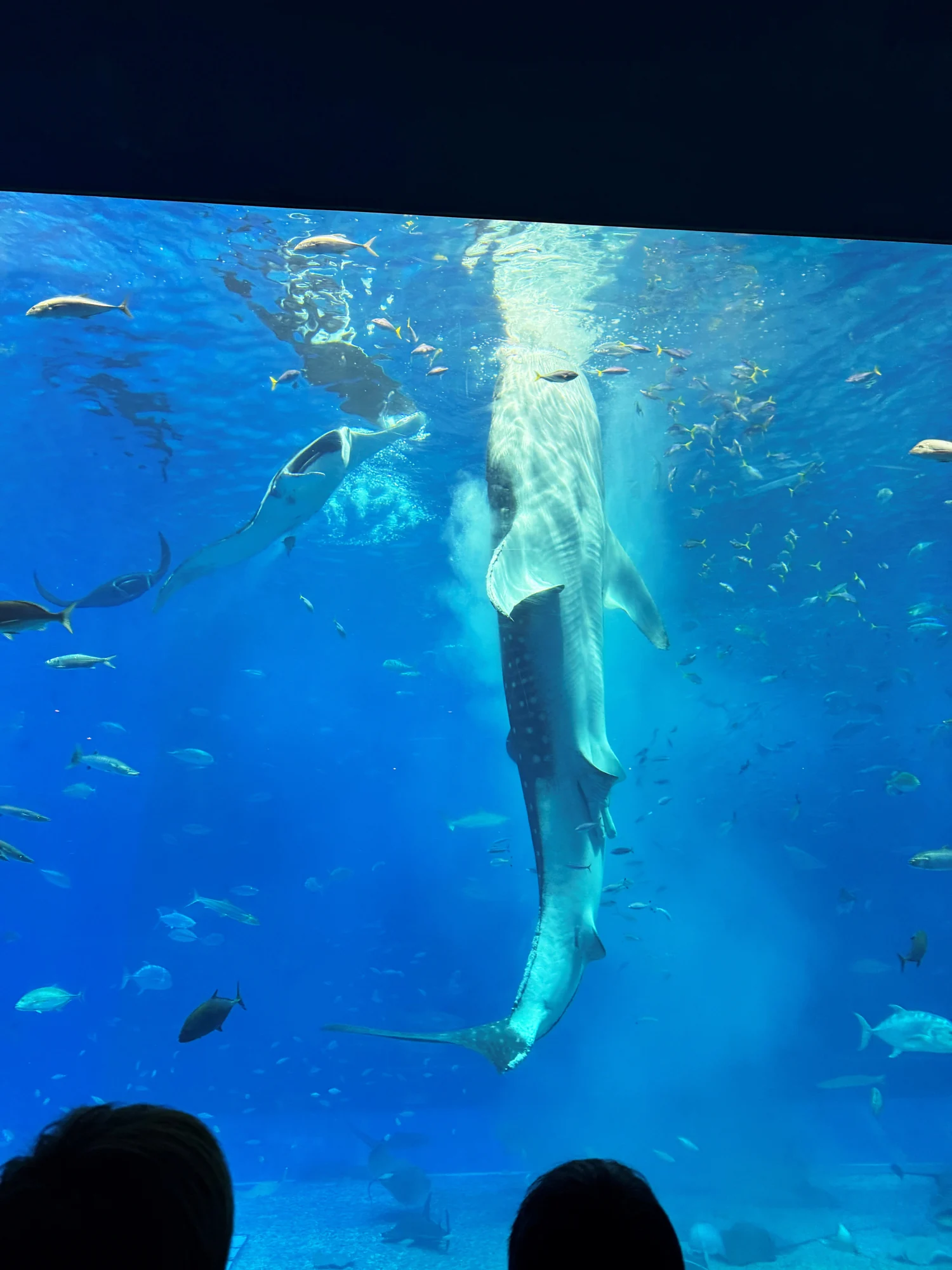 2025.07.29 3泊4日 沖縄社員旅行の風景